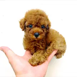 トイ・プードル