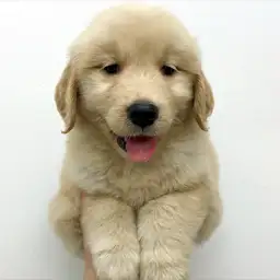 ゴールデンレトリバー