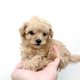 トイ・プードル