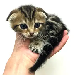 スコティッシュフォールド