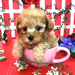 トイ・プードル