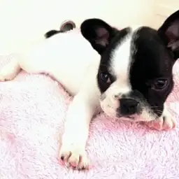 フレンチブルドッグ