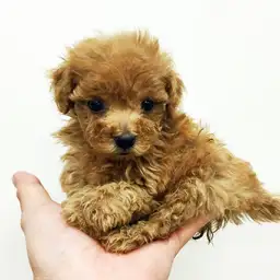 トイ・プードル