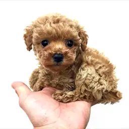 トイ・プードル