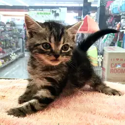 アメリカンショートヘア