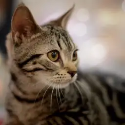 アメリカンショートヘア