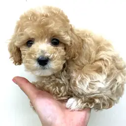 トイ・プードル