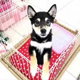 柴犬