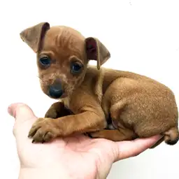 ミニチュア・ピンシャー