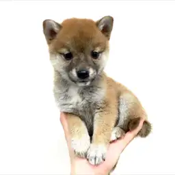 柴犬