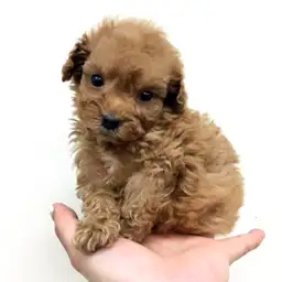 トイ・プードル