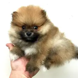 ポメラニアン