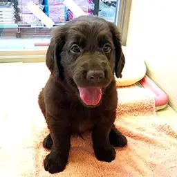 フラットコーテッドレトリバー