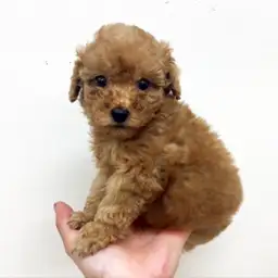 トイ・プードル