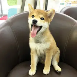 柴犬