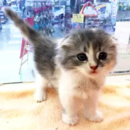 スコティッシュフォールド