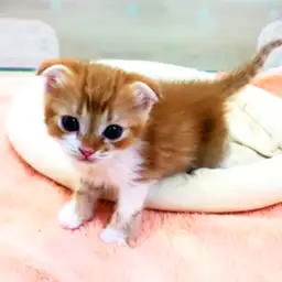 スコティッシュフォールド