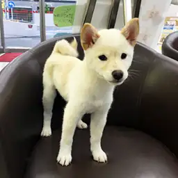 柴犬