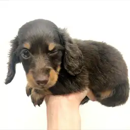 ミニチュア・ダックスフント