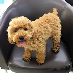 トイ・プードル