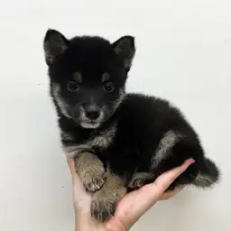 柴犬