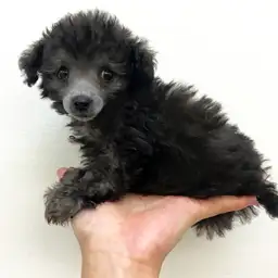 トイ・プードル