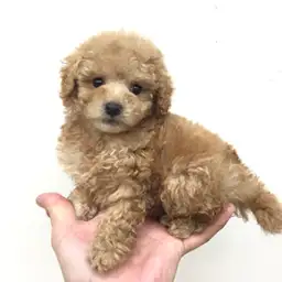 トイ・プードル