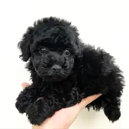 トイ・プードル