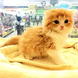 スコティッシュフォールド