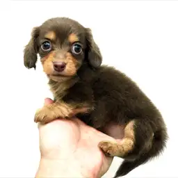 カニンヘン・ダックスフント