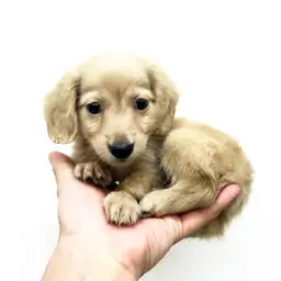 カニンヘン・ダックスフント