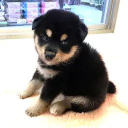 柴犬