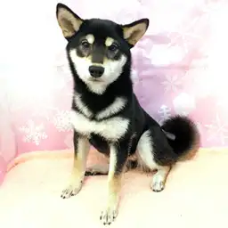 柴犬