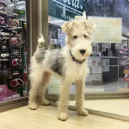 ワイヤーフォックステリア