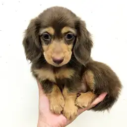 ミニチュア・ダックスフント