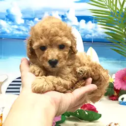 トイ・プードル