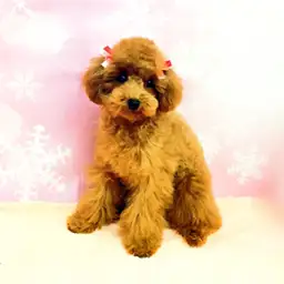 トイ・プードル