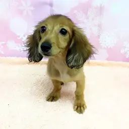 カニンヘン・ダックスフント