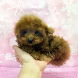 トイ・プードル