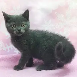 ブリティッシュショートヘア