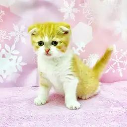 スコティッシュフォールド