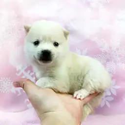 柴犬