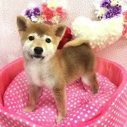 柴犬