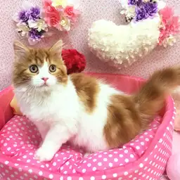 スコティッシュフォールド