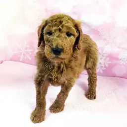 スタンダード・プードル