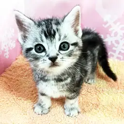 アメリカンショートヘア