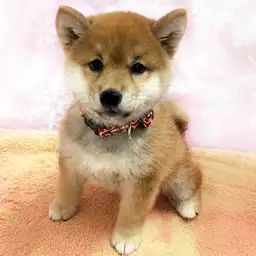 柴犬