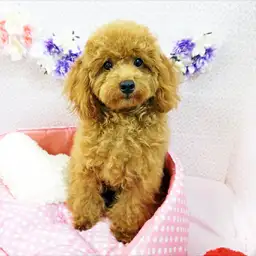 トイ・プードル