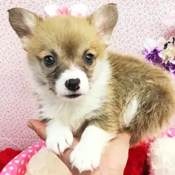 ウェルシュコーギーペンブローク