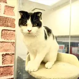 スコティッシュフォールド